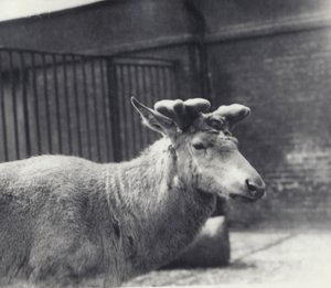 Ciervo de Wallich mostrando la etapa temprana del crecimiento de la cornamenta, en terciopelo, Zoológico de Londres, Mayo 1920 de Frederick William Bond